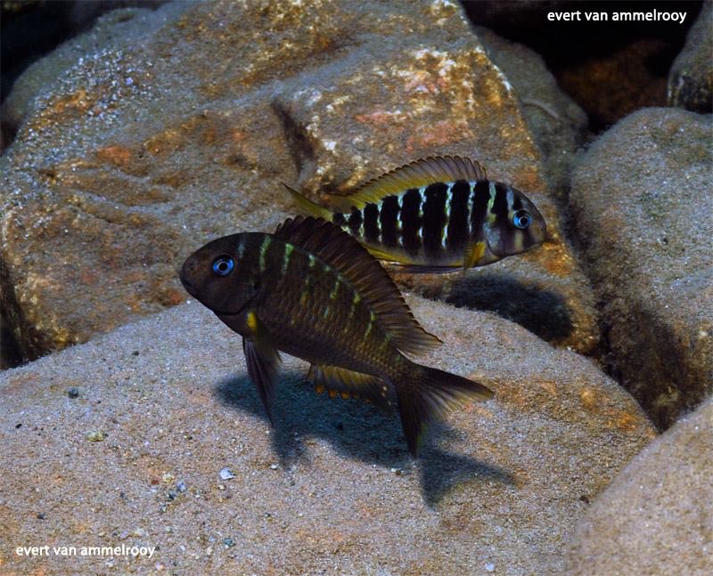 Tropheus sp. 'crescentic' Mkuyu
